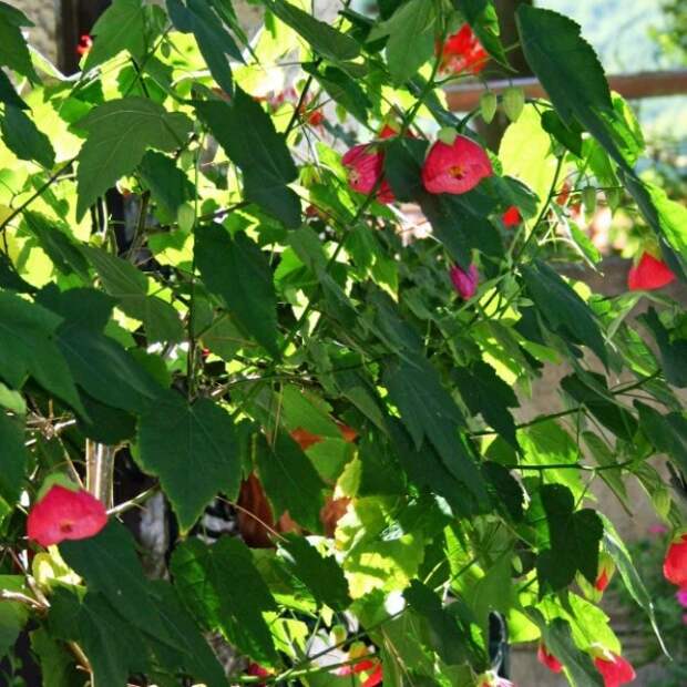 abutilon10