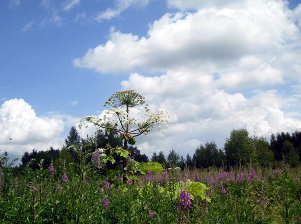 С одиночным растением справиться можно С одиночным растением справиться можно