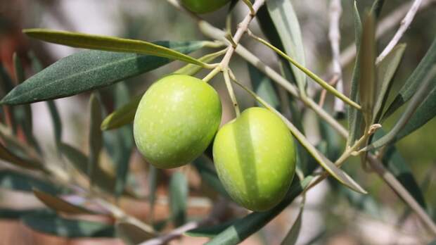 В оливках нашли вещество, которое помогает похудеть и снизить уровень сахара