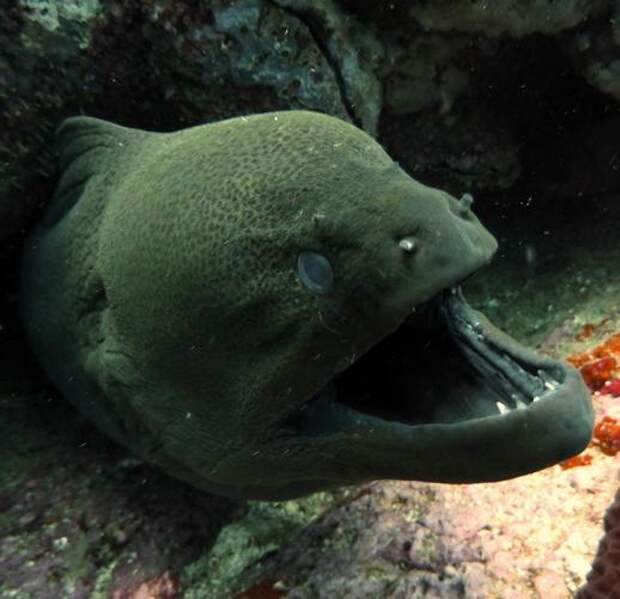 Удивительные обитатели морских глубин. Чудовища морских глубин  (фото) 