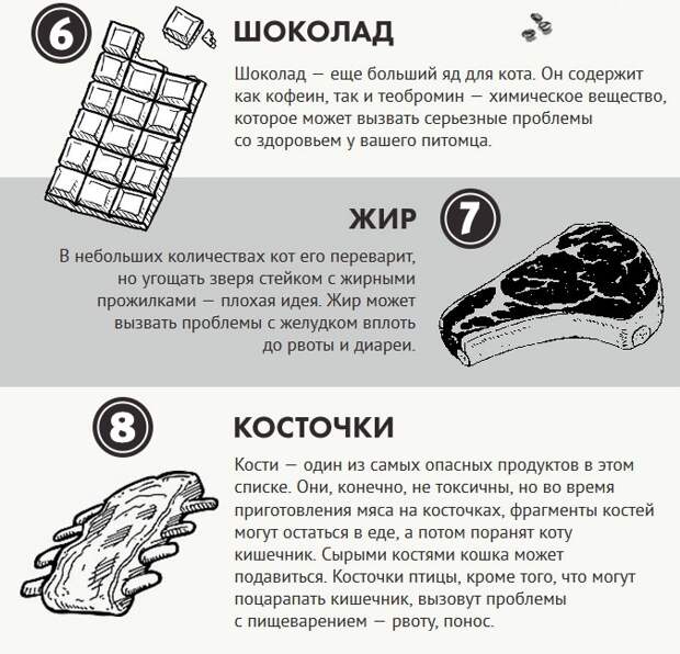 Чем нельзя кормить котов еда, информация, корма, кошки, питание, полезно знать