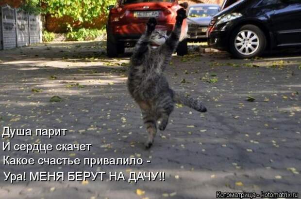 Лучшие котоматрицы недели (50 фото)