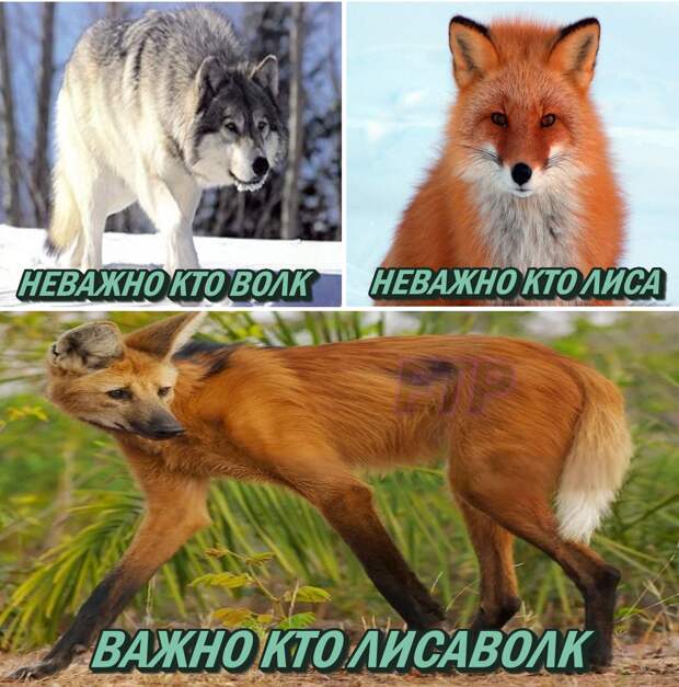 мемы апреля 2019