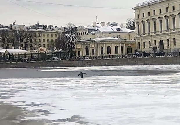Пингвин в Петербурге на Фонтанке