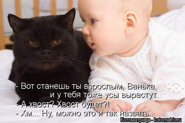 Лучшие котоматрицы недели Лучшие котоматрицы недели