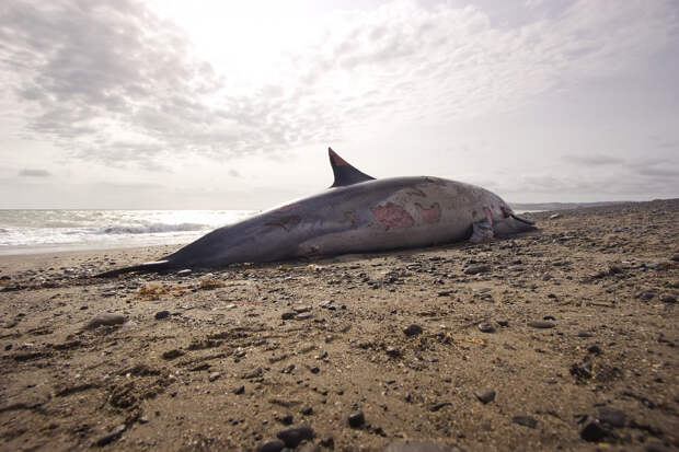 Выброс дельфинов на берег Черного моря объяснили