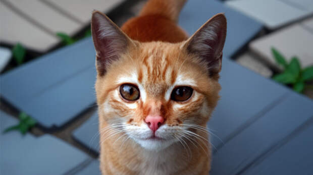 Свекровь и Морковь