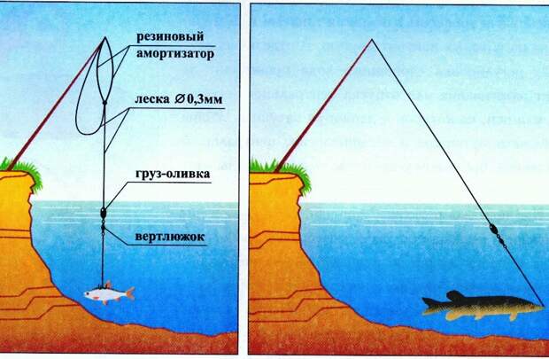 Летня жерлица