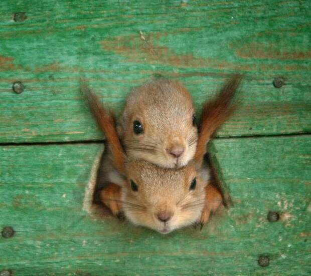 100-процентный позитив! (119 фото) 100-процентный позитив! (119 фото)