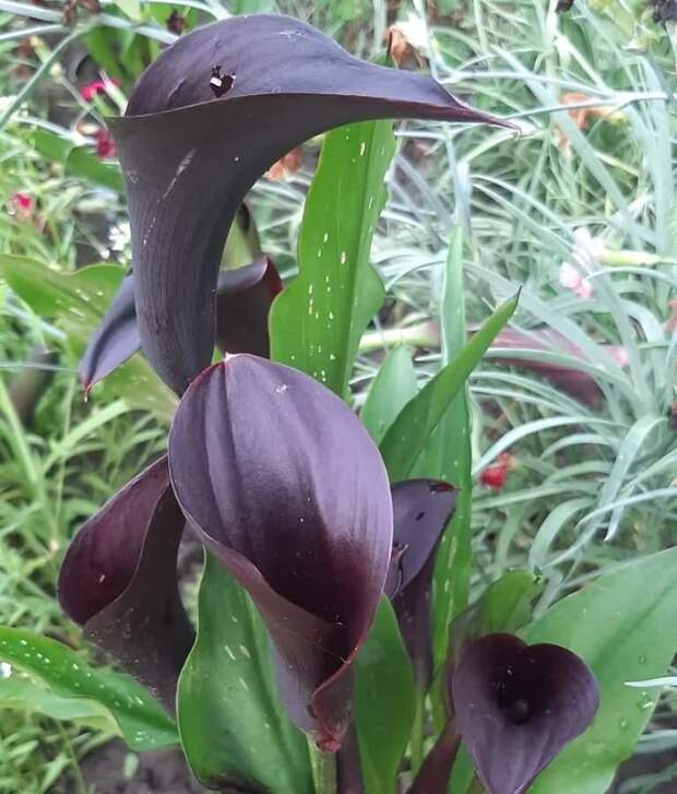 Вы бы выбрали черные цветы?