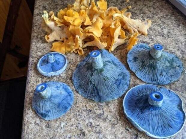 39. Эти ярко-голубые грибы съедобны