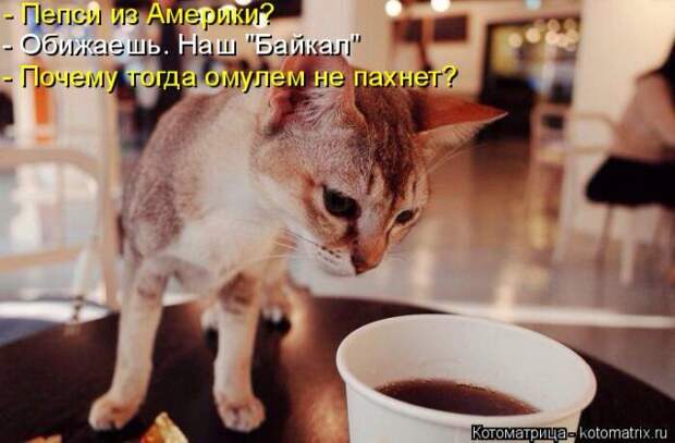 Лучшие котоматрицы недели (50 фото)