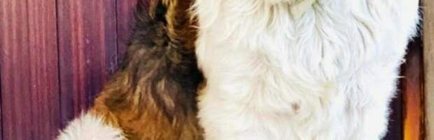 Собаку привязали к машине и волокли по дороге близ Алматы