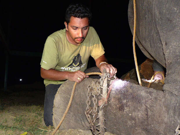 crying-elephant-raju-rescued-chained-50-years-7