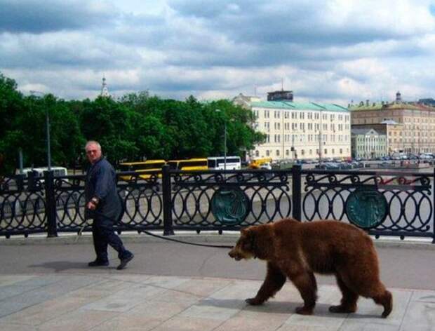 Прогулка с медведем по городским улицам. | Фото: cs541604.vk.me.
