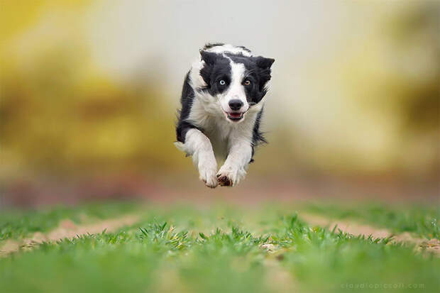 Гипнотизирующий взгляд бег, собаки, фото