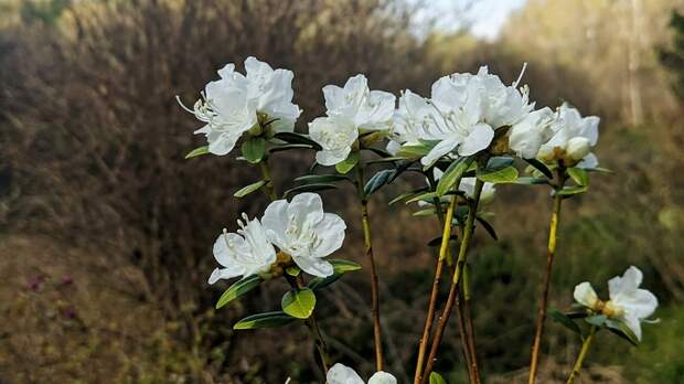 Нежнее нежного. Фоторепортаж из расцветающего барнаульского дендрария