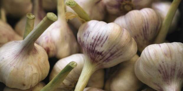 Секрет хранения чеснока до лета: как сохранить урожай без погреба