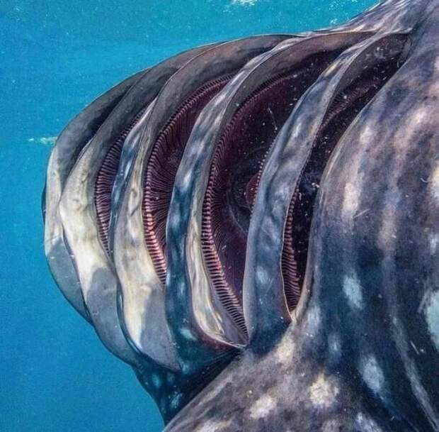 16. Жабры китовой акулы