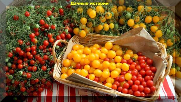 Дачные советы и ответы на вопросы начинающих дачников