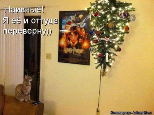 Котоматрицы (картинки с надписями)