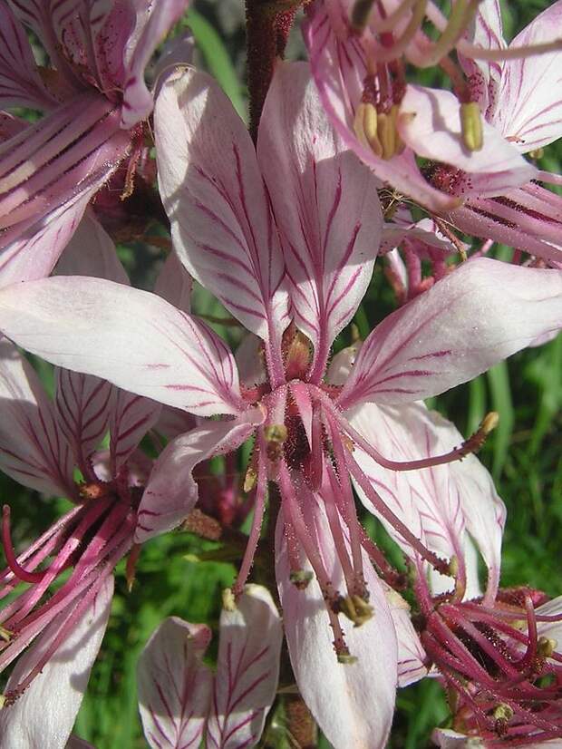 Dictamnus_albus_flower