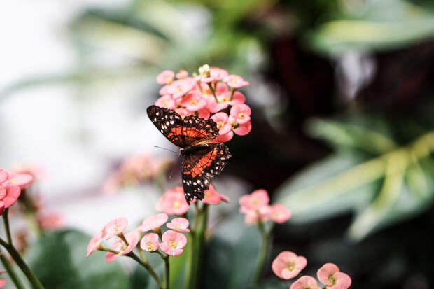 It's a Wrap, August! | SCATTERBRAIN