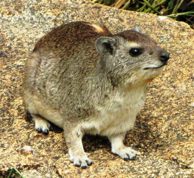 en.wikipedia.org-Yellow-spotted_Rock_Hyrax