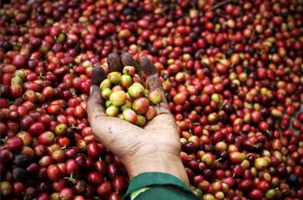 Как делают Kopi Luwak