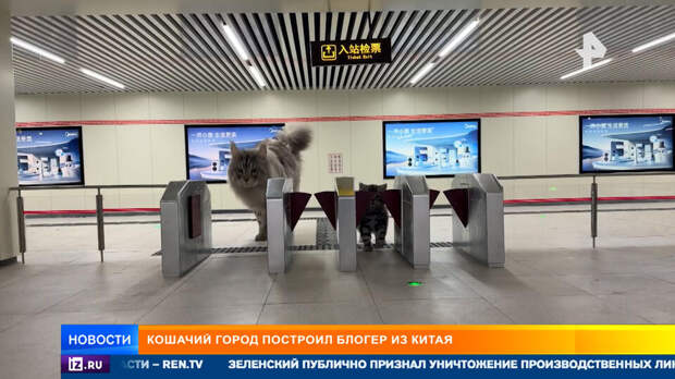 Блогер построил для котов подземный город с метро и магазинами