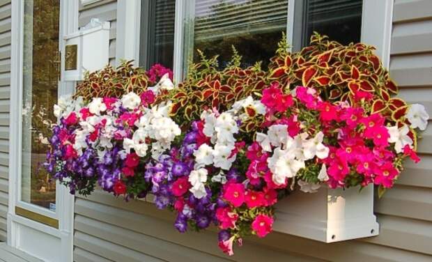 Результат пошуку зображень за запитом ЦВЕТОЧНАЯ КОМПОЗИЦИЯ НА БАЛКОНЕ"