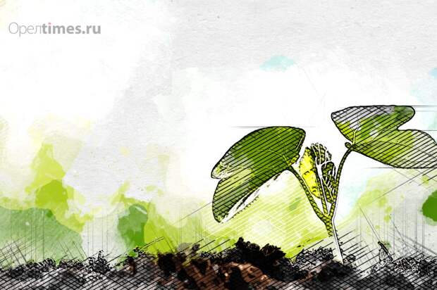 Орловцев приглашают обсудить двухлетний план озеленения города