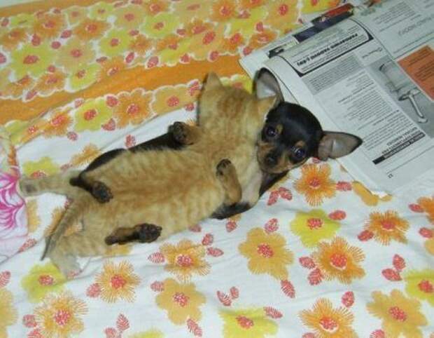Кошачьи обнимашки