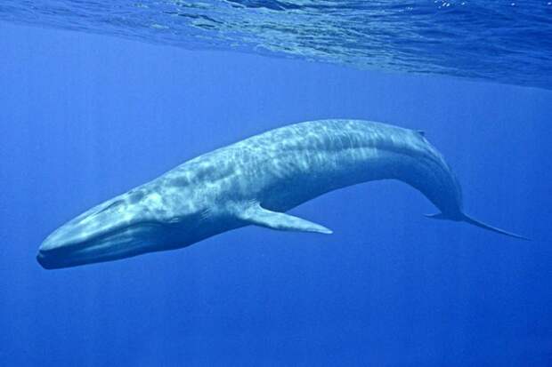 Численность синих китов резко увеличилась