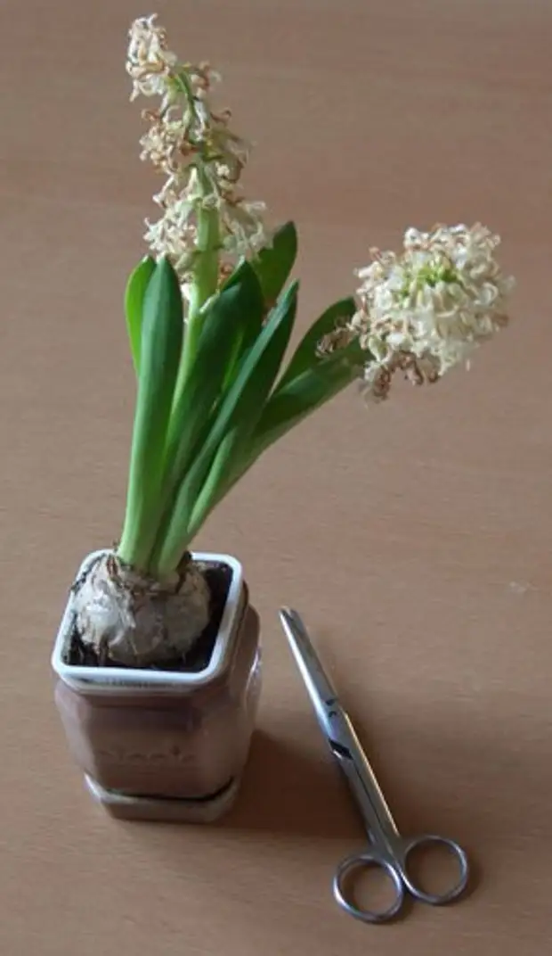 Как сохранить гиацинты в горшках после цветения