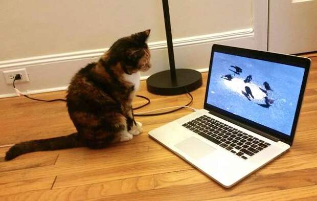 кошка перед ноутбуком