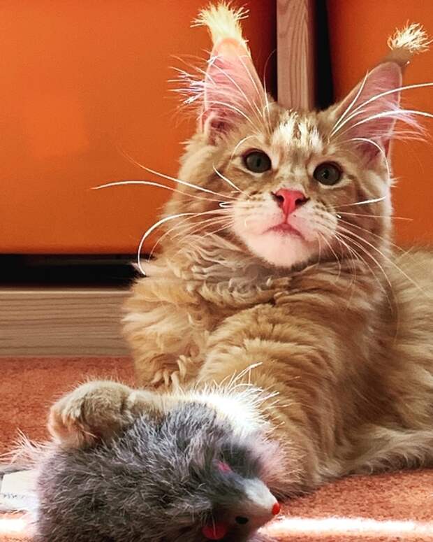 jt_QiyNeyPI (560x700, 293Kb)