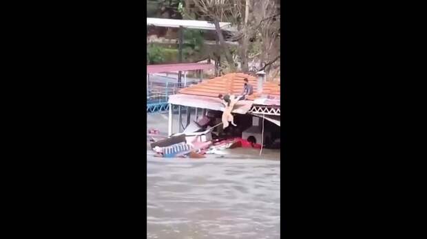 Тонущую собаку СПАСЛИ во время наводнения в Турции — трогательное видео разлетелось по сети