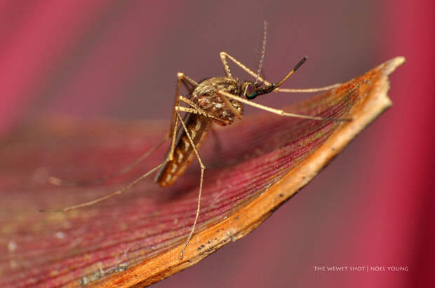 То что вы не знали о комарах животные, интересно знать, факты