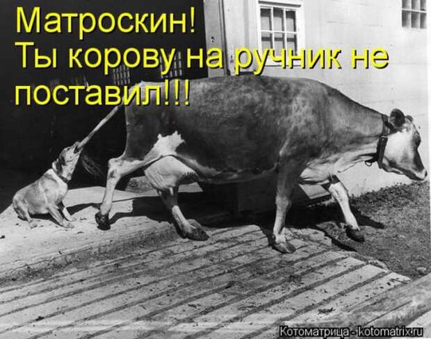 Котоматрицы (картинки с подписями)