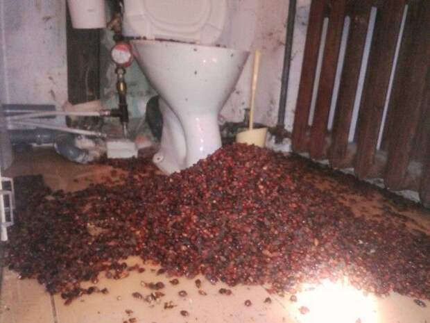Необычная проблема - фонтан из шиповника в туалете