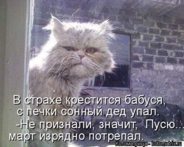 Смешные фотографии из серии "Ой, какая киса"