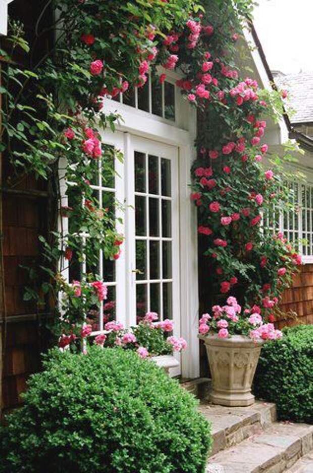 Крыльцо дома увитое плетистой розой