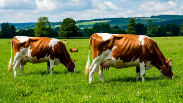 В России планируют урезать господдержку фермерам для "устойчивости и снижения рисков"