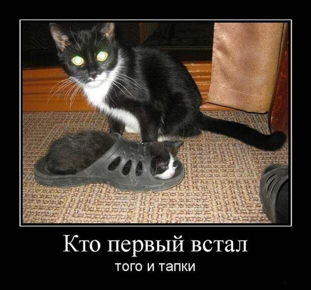 Прикольные и забавные демотиваторы для позитива (10 фото)