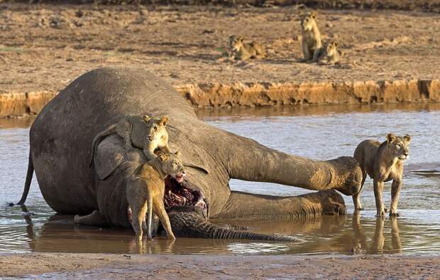 Битва крокодила и львов за тушу слона  природа, фото