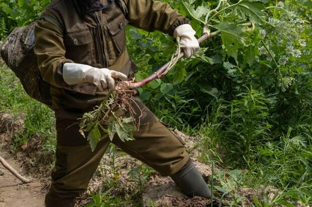 Биолог Воробьев призвал к всеобщей борьбе с борщевиком