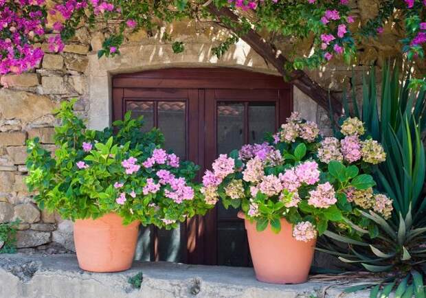 Italian house exterior decorated with hydrangea in flowerpots and Bougainvillea tree. The location is an small town in the middle of the Cilento and Vallo di Diano National Park (Campania, Italy).
