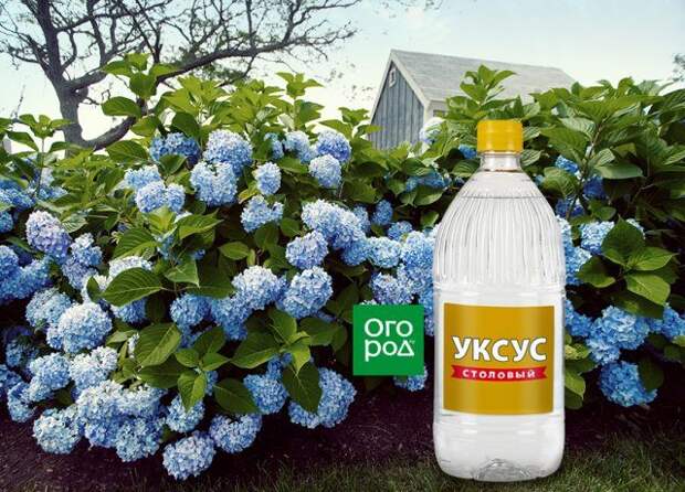 Способы применения уксуса на даче