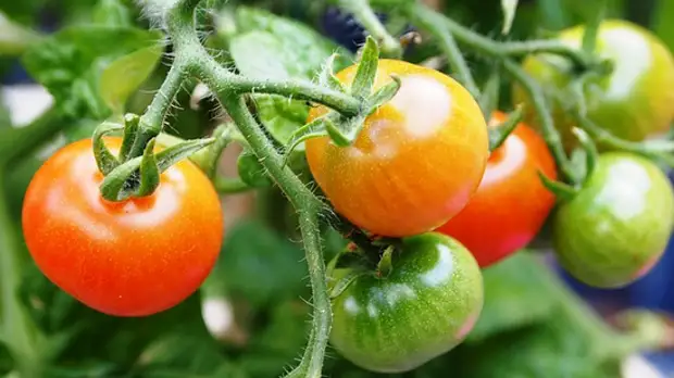 Trucuri de grădină: 12 sfaturi utile